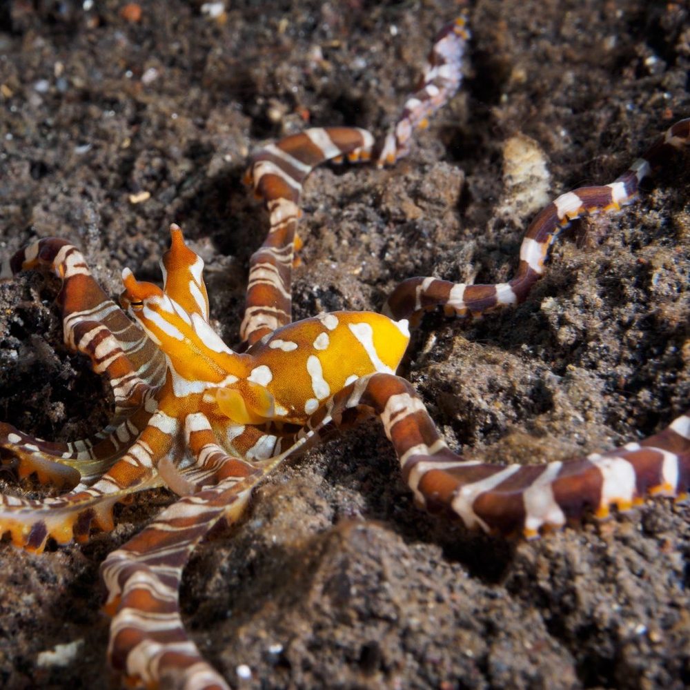 Meet your Posher, Gabrielle